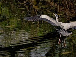 reiger