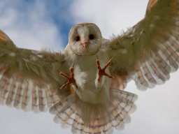 kerkuil/close encounter